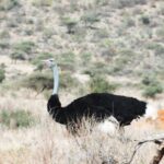 Ostrich standing in open savannah