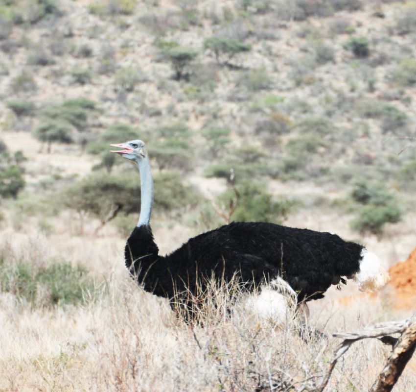 Ostrich standing in open savannah