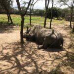 Rhinoceros resting under trees in reserve