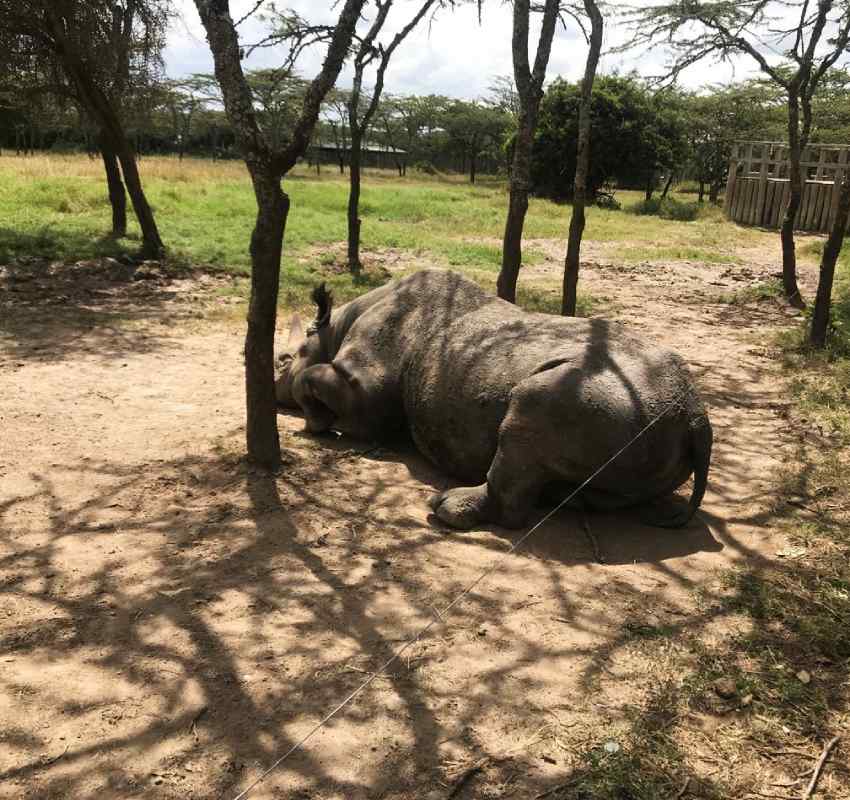 Rhinoceros resting under trees in reserve
