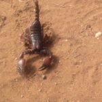 Scorpion on sandy ground