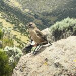 Small bird perched on rocky hillside
