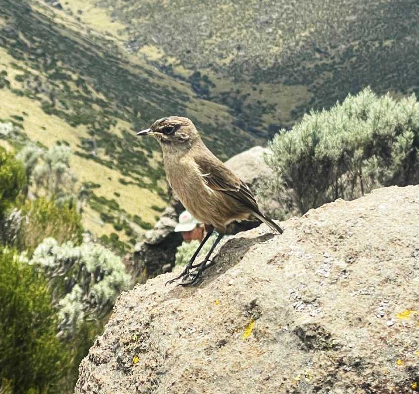 Small bird perched on rocky hillside