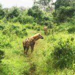 Spotted hyena standing in green bushland