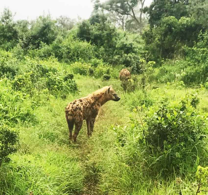 Spotted hyena standing in green bushland