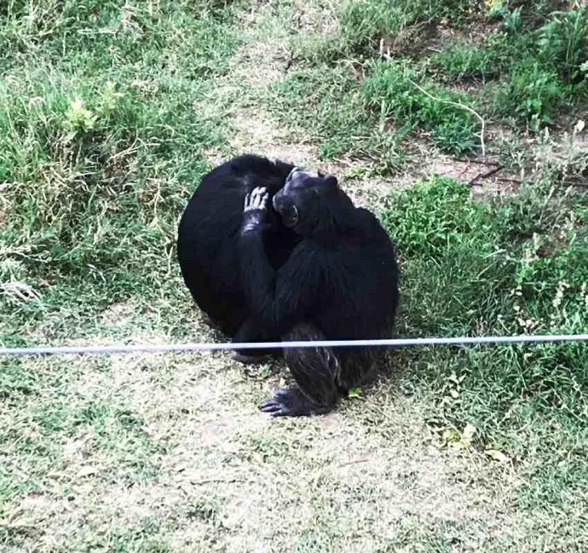 Two chimpanzees sitting and grooming