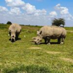 Two white rhinos feeding in grassy plain