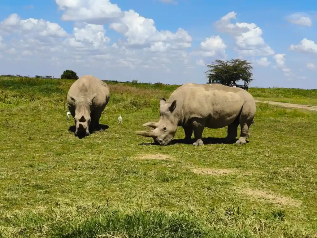 Two white rhinos grazing together