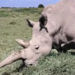 White rhino grazing on grass