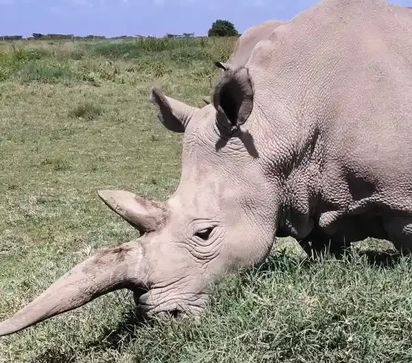 White rhino grazing on grass