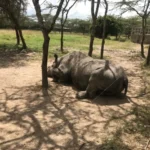 White rhino resting in conservancy