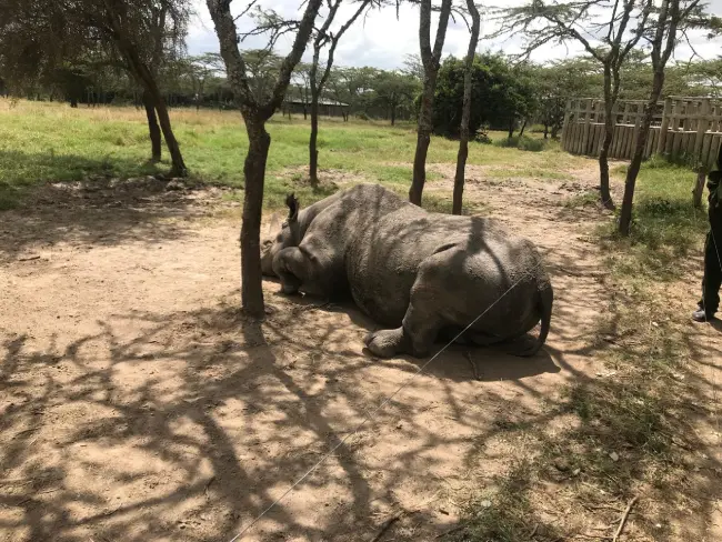 White rhino resting in conservancy