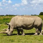 White rhinoceros grazing in open savannah