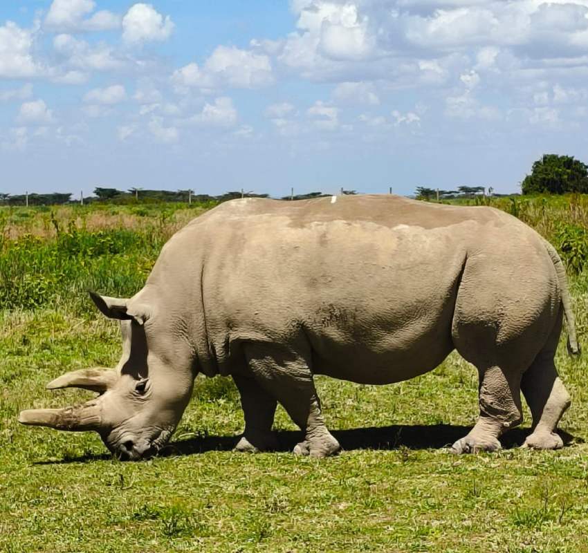 White rhinoceros grazing in open savannah