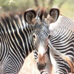 Zebras standing close together