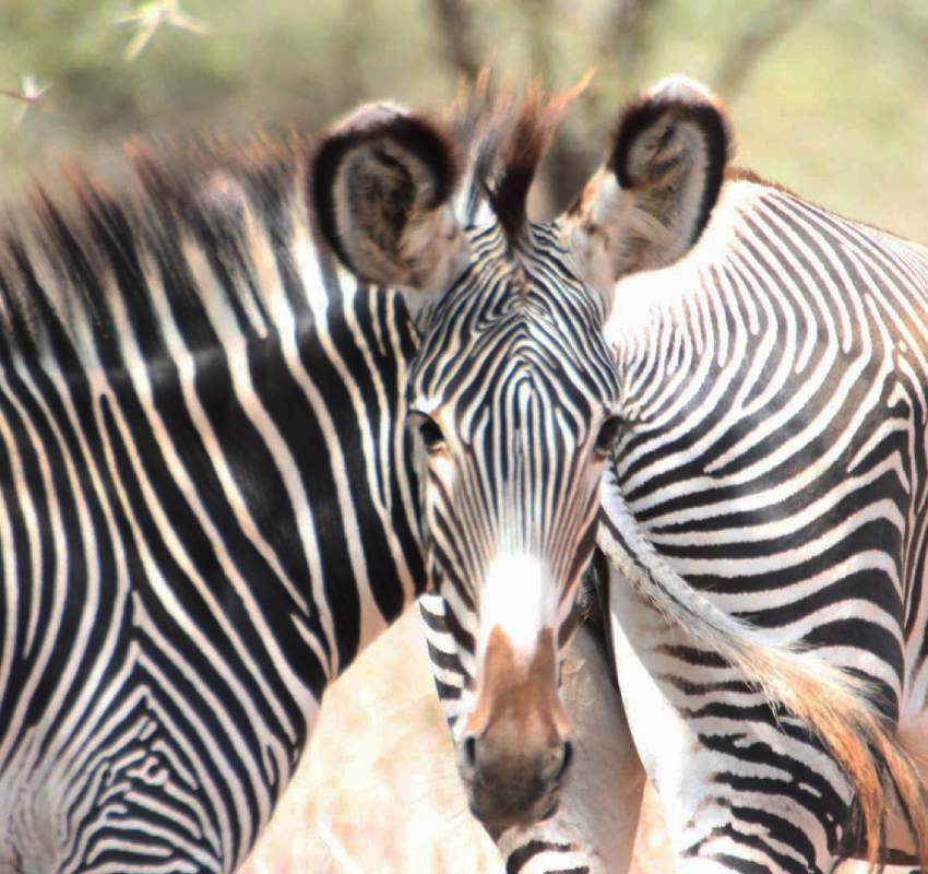 Zebras standing close together